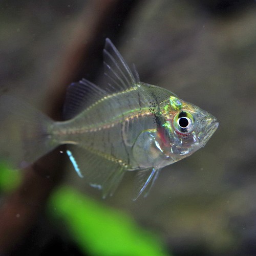 熱帯魚 生体 グラスエンゼルフィッシュ 約２cm ５匹 Tropical Fish 水槽 熱帯魚 観賞魚 飼育 生体 通販 販売 アの 通販はau Pay マーケット 熱帯魚通販のネオス