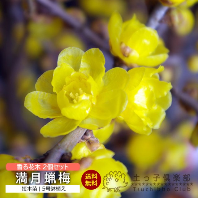 球根・種芋 ： 通販・価格比較 [最安値.com]