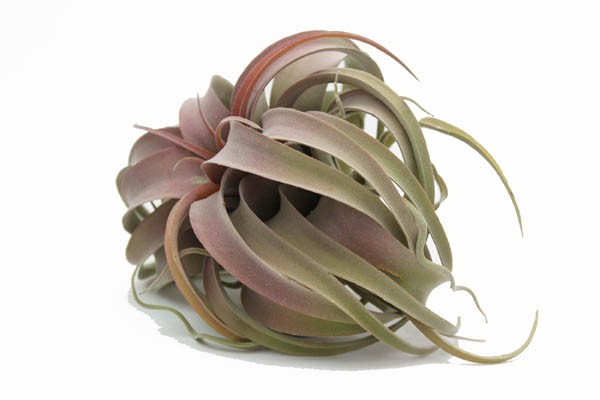 観葉植物 フェイクグリーン エアプランツ キセログラフィカ ピック レッド インテリア 造花 ガーデン 雑貨 Diyの通販はau Pay マーケット アートショップ フォームス Au Pay マーケット店 観葉植物 フェイクグリーン エアプランツ キセログラフィカ ピック レッド インテリア 造花 ガーデン 雑貨 Diyの通販はau Pay マーケット アートショップ フォームス Au Pay マーケット店