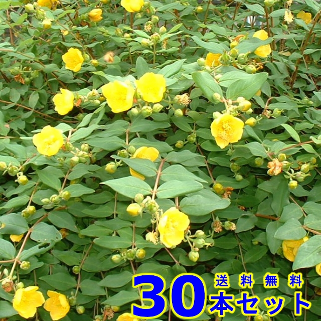 受注生産品 グランドカバー ヒメセキショウ 姫セキショウ 山野草 盆栽 9 0ｐ 10本 下草 雑草予防