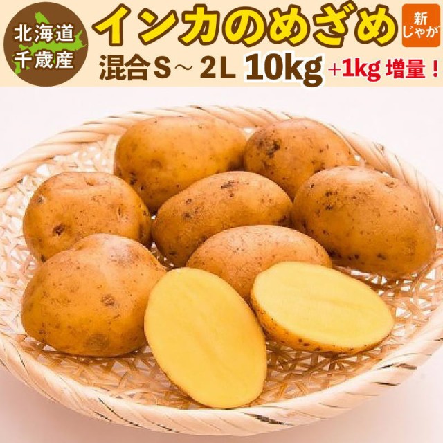 種芋 グラウンドペチカ」箱込み約1kg 寄せ付け