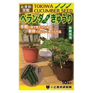 キュウリの種 ベランダきゅうり 10粒の通販はau Pay マーケット 菜園くらぶ