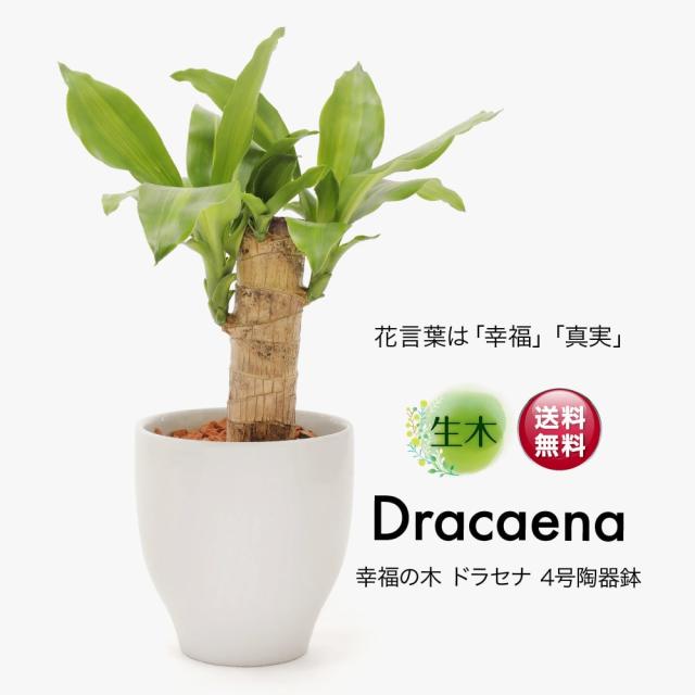 観葉植物 生木 生花 ミニ 小型 送料無料 幸福の木 ドラセナ 鉢植 受け皿付き 4号鉢 陶器鉢 マッサンゲアナ インテリア おしゃれ 癒やし の通販はau Pay マーケット 神戸花物語
