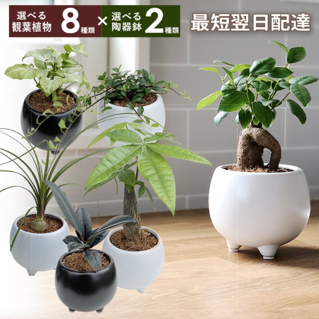 人気観葉植物 トックリラン ： 通販・価格比較 [最安値.com]