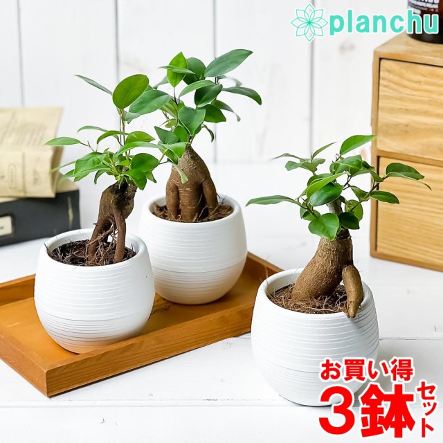 239円 新版 I Pot185の鉢 観葉植物 ハイドロカルチャー 水耕栽培 インテリアグリーン