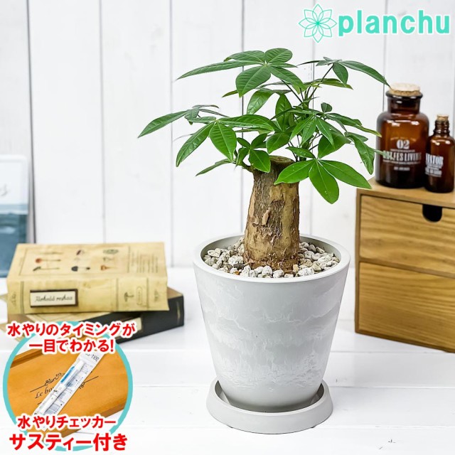 人気観葉植物 トックリラン ： 通販・価格比較 [最安値.com]