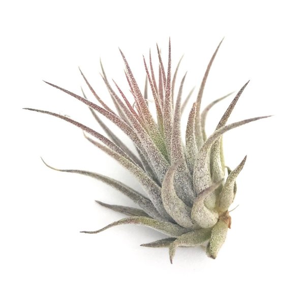 ゆうパケット発送 エアプランツ チランジア イオナンタ Ssサイズ Tillandsia エアープランツ ティランジア ブロメリアの通販はau Pay マーケット 観葉植物専門店 プランチュ