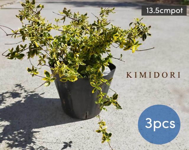 アベリア ホープレイズ 3本 13 5cmポット 低木 グランドカバー カラーリーフ 常緑 花 斑入り 植木 庭木 寄せ植え 花壇 ベランダ 父の日の通販はau Pay マーケット 樹緑 Kimidori 商品ロットナンバー