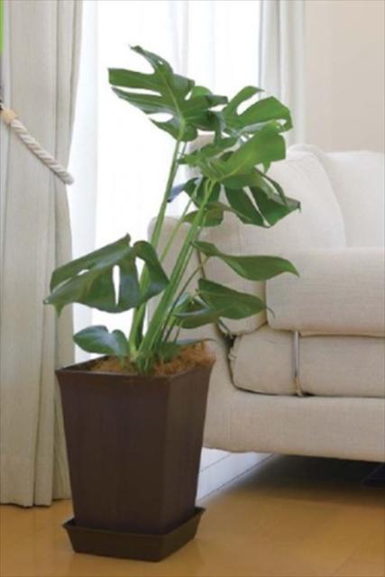 他サイト： リッチェル フォーレスクエアポット5号        BR 4945680715706 園芸用品  ガーデニング用品 植木鉢 鉢の商品画像