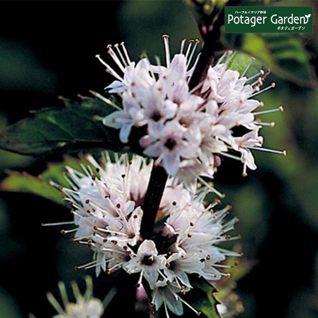 値引 ハーブ 苗 セット ペパーミント 30個 ハーブティー ハッカ油 虫除け グリーン 鉢植え 栽培方法 育て方 使い方 選び方 種類 花苗 簡単 プ 種 苗 Whatisagpo Com