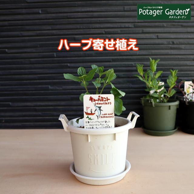 値引 ハーブ 苗 セット ペパーミント 30個 ハーブティー ハッカ油 虫除け グリーン 鉢植え 栽培方法 育て方 使い方 選び方 種類 花苗 簡単 プ 種 苗 Whatisagpo Com
