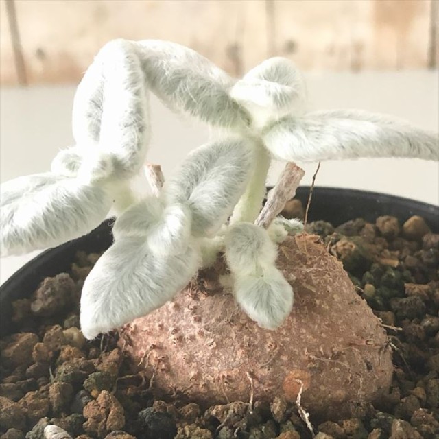 多肉植物 セダム ジョイスタロック錦 7.5cmポット苗 図太く 多肉植物 セダム ジョイスタロック錦 7.5cmポット苗 図太く