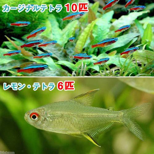 熱帯魚 ： 通販・価格比較 [最安値.com]