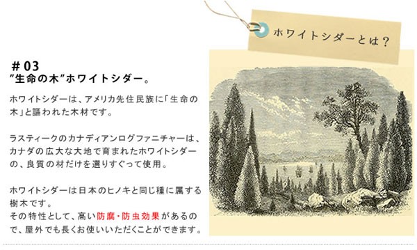 ホワイトシダーの特徴