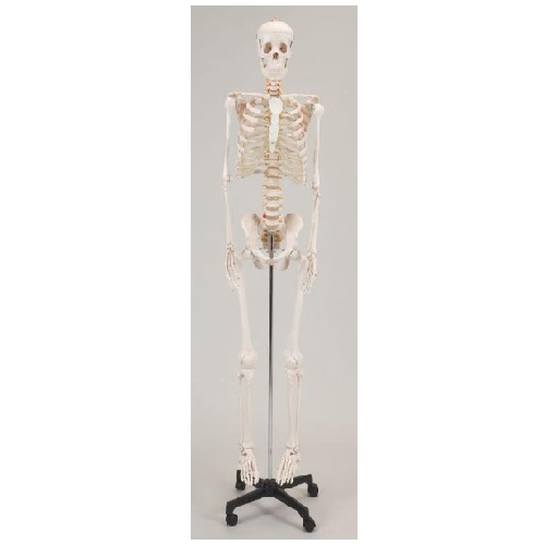 期間限定価格 送料無料 人体模型 等身大骨格模型 40 178cm タフリーインターナショナル 想像を超えての Travelstore Tn