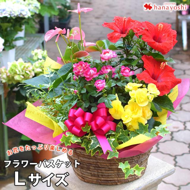 季節のおまかせ花鉢とグリーンの寄せ入れ Lサイズ 鉢植えギフト お祝い ギフト 花 誕生日 プレゼント 祖母 母 女性 女友