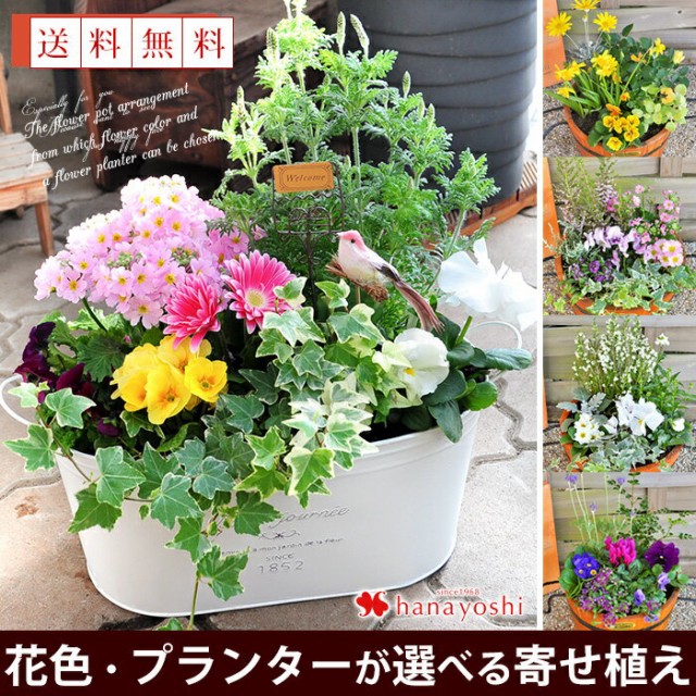 送料無料 寄せ植え 花色とプランターが選べる 季節のおまかせカントリーガーデン お花 ギフト 誕生日プレゼント 女性 友達 花 おの通販はau Wowma ワウマ フラワーマーケット花由 商品ロットナンバー