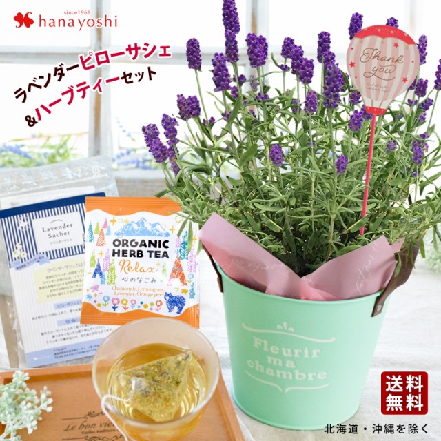 母の日 ギフト 花 プレゼント ラベンダー 癒し セット 富良野ラベンダー鉢植え と ラベンダーサシェ オーガニック ハーブティー セット の通販はau Wowma ワウマ フラワーマーケット花由 商品ロットナンバー