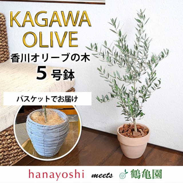 限定セール 14時迄の受付で最短翌日着 オリーブ 鉢植え 送料無料 鶴亀園さんの香川オリーブの木 5号鉢 バスケット入 オリーブの木 観葉植物 インテ 最安値挑戦 Arnabmobility Com