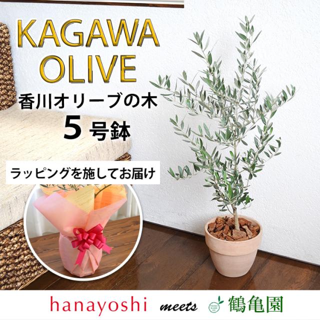 在庫処分セール 14時迄の受付で最短翌日着 オリーブ 鉢植え 送料無料 鶴亀園さんの香川オリーブの木 ５号鉢 ラッピング付 オリーブの木 観葉植物 イン 当店限定 Farmerscentre Com Ng