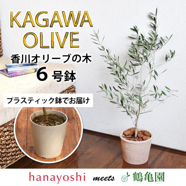 好評継続中 今だけ限定価格 14時迄の受付で最短翌日着 オリーブの木 観葉植物 花由がお届けする鶴亀園の香川オリーブの木 ６号鉢 観葉植物 インテリア 開店祝い 開業 正規販売代理店 Carlavista Com