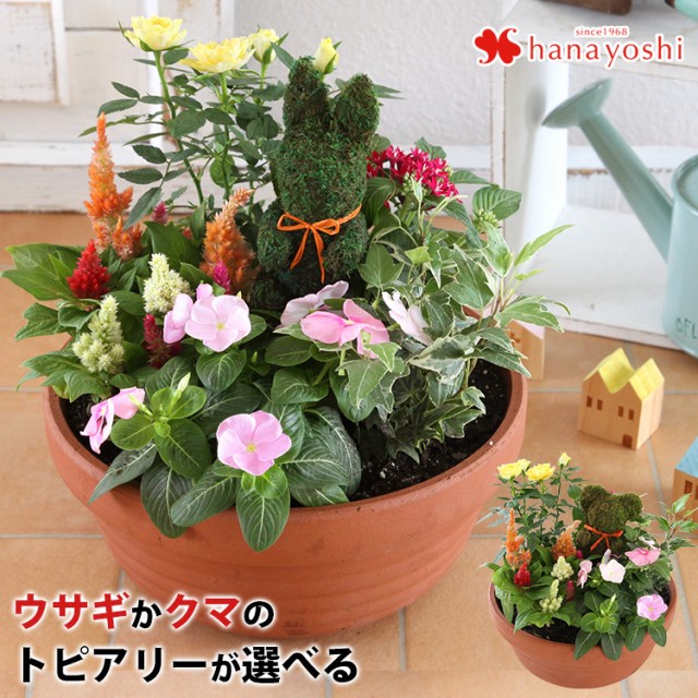 寄せ植え お花畑みたい トピアリーの寄せ植え お祝い お花 鉢植え 花鉢 鉢花 ギフト 花 誕生日 プレゼント 女性 友達