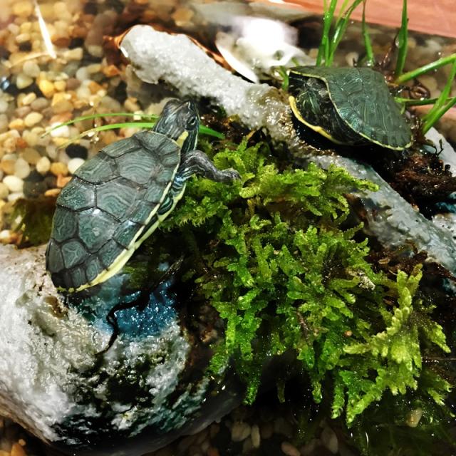 水槽装飾 ペット用品 ペット用 流木 浮島 小動物 カメの浮き島 プラットフォーム 樹脂 亀 カエル トカゲ 爬虫類 両生類 形