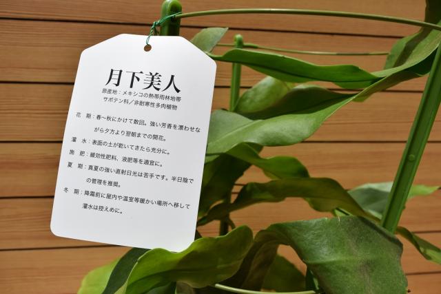 即納最大半額 月下美人 げっかびじん 純白の花 サボテン科 強い香り 魅了 Olsonesq Com