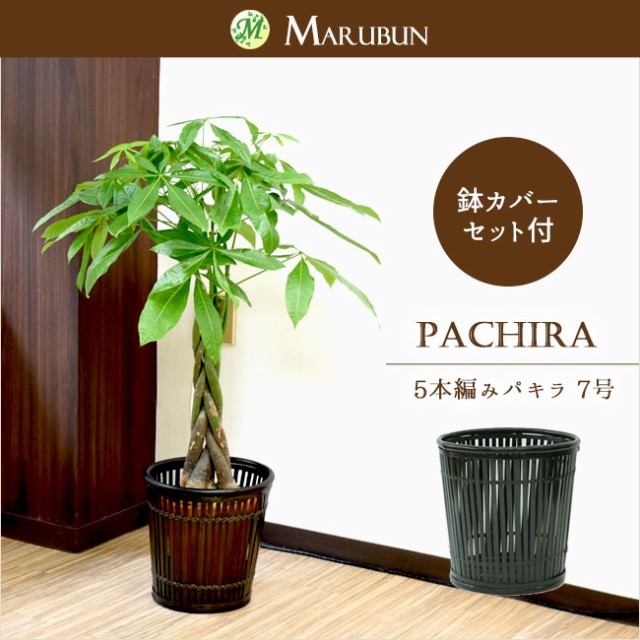 パキラ7号 A級品 鉢カバーｉ 人気の5本編み仕立て鉢カバー付きでお値打ち 観葉植物 の通販はau Wowma ワウマ パキラ と観葉植物専門店marubun 商品ロットナンバー