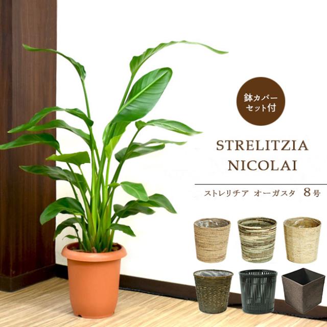 装飾プレゼント 天国の白い鳥 ストレリチア オーガスタ 中型8号 選べる鉢カバー ａ ｂ ｃ D I Sq付き 鉢カバーセット の通販はau Pay マーケット パキラと観葉植物専門店marubun 商品ロットナンバー