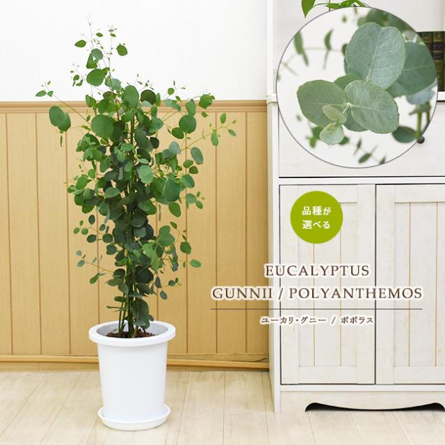 Web限定 品種が選べる ユーカリ グニー ユーカリ ポポラス ポリアンセモス 中型8号 鉢植え プラ鉢入り 別注 Www Themarketleaders Co Il