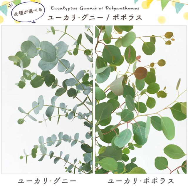 すべての美しい花の画像 100 Epic Bestポポ ラス ユーカリ