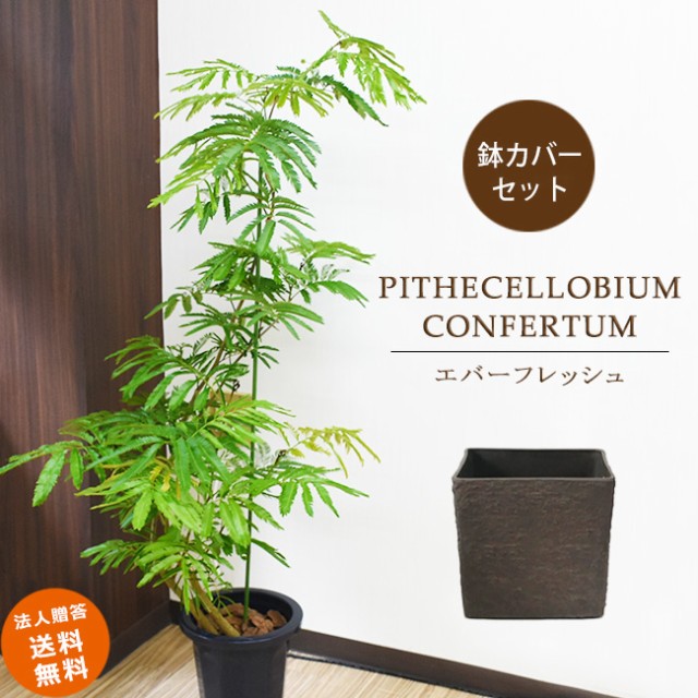 鉢カバーセット 花 観葉植物 盆栽 爽やかエバーフレッシュ 装飾バークプレゼント 装飾バークプレゼント 中型8号 鉢カバーsq付き 中型8号 鉢カバーsq付き