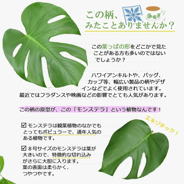公式の 装飾プレゼント 観葉植物 モンステラ 中型8号 選べる鉢カバー ａ ｂ ｃ D I Sq付き 鉢カバーセット の通販はau Pay マーケット パキラと観葉植物専門店marubun 商品ロットナンバー 海外最新 Granitease Com