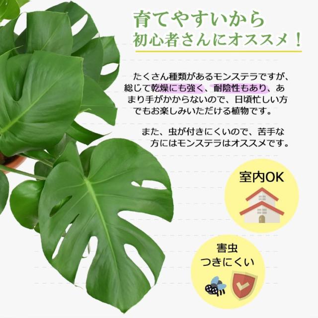 正規品 装飾プレゼント 観葉植物 モンステラ 中型8号 プラ鉢入り 在庫有 David Olkarny Com