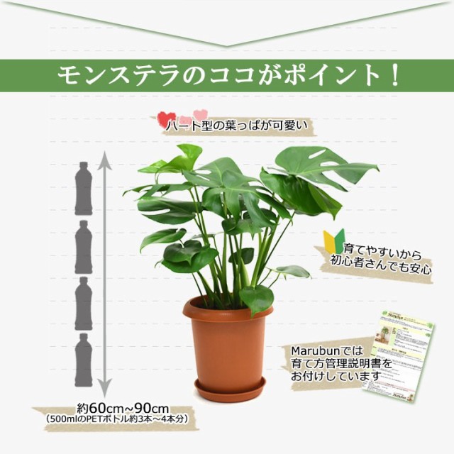 正規品 装飾プレゼント 観葉植物 モンステラ 中型8号 プラ鉢入り 在庫有 David Olkarny Com