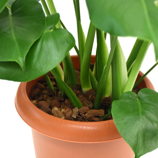 正規品 装飾プレゼント 観葉植物 モンステラ 中型8号 プラ鉢入り 在庫有 David Olkarny Com