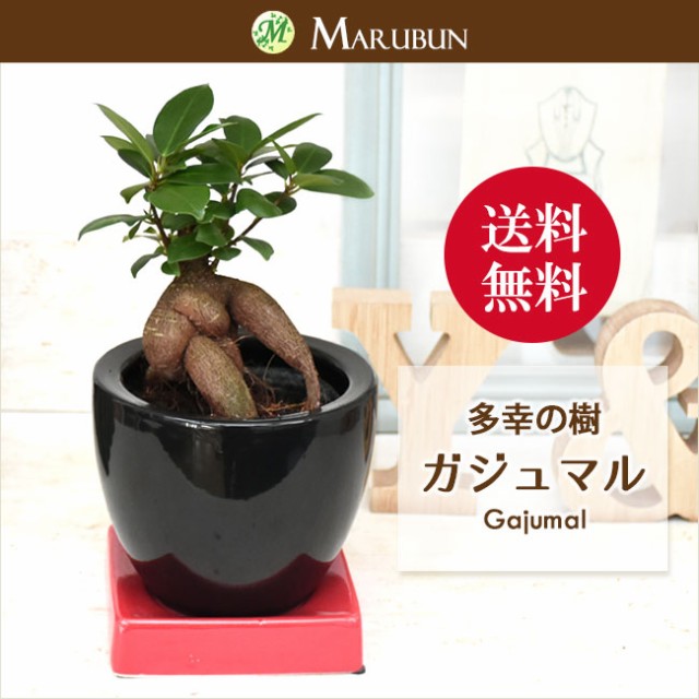 送料無料 多幸の樹 幸せを呼ぶガジュマル ミニサイズ 黒陶器鉢入り 送料無料 多幸の樹 幸せを呼ぶガジュマル ミニサイズ 黒陶器鉢入り