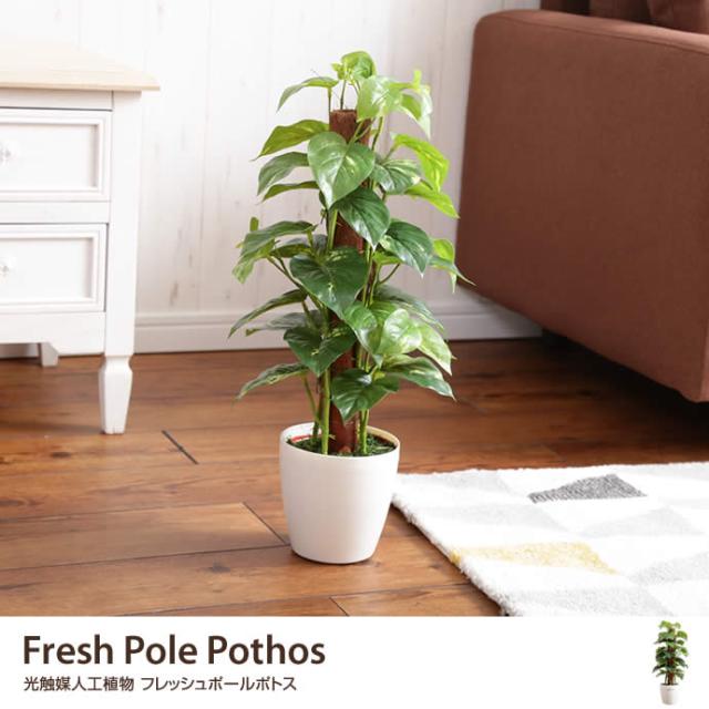 100 安心保証 G Fresh Pole Pothos フレッシュポールポトス 人工植物 観葉植物 光触媒 水やり不要 お手入れ不要 グリーン リアル 超特価激安 Diquinsa Com Mx