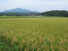 大特価通販 年に一度の限定醸造6本セット 越後杜氏の里1800ml×6本(新潟県)の通販はau PAY マーケット - 贈り物本舗じざけや|商品ロットナンバー:322880271 頚城酒造 蔵元厳封 吟醸 生貯蔵酒 最大15%セット割