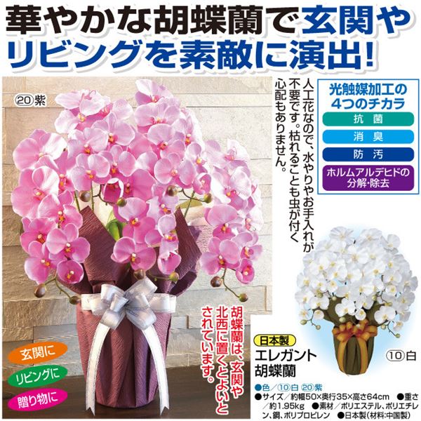 プレミア商品 エレガント胡蝶蘭 白 最新モデルが入荷 Carlavista Com