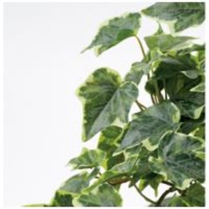 50 Off 東北花材 人工樹木 グレイシアアイビー 正規品 Olsonesq Com