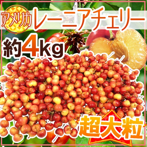 送料無料 アメリカ産 レーニアチェリー 超大粒 約4kg さくらんぼ 予約 6月下旬以降 の通販はau Pay マーケット くらし快援隊 商品ロットナンバー