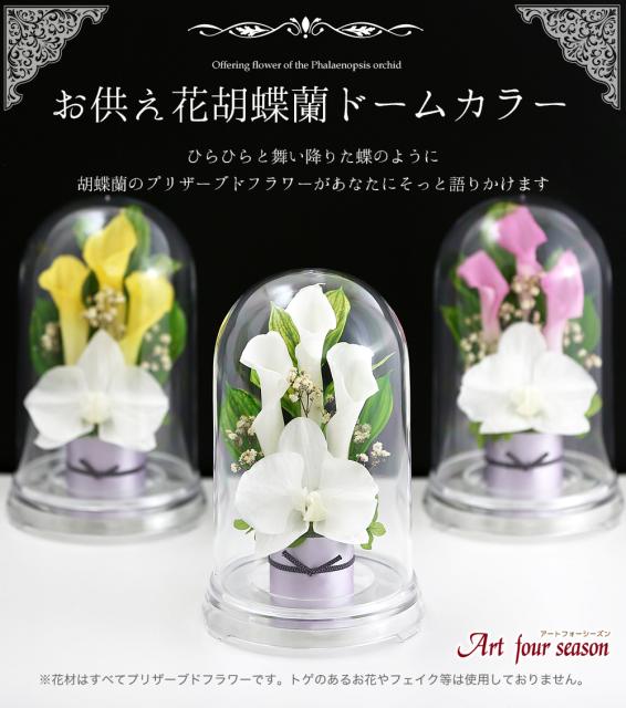 超目玉 期間限定 仏花 新盆 3 カラードーム お供え花 プリザーブドフラワー 仏壇用 ケース 法事 お供え 供花 初盆 喪中はがき ブリザーブド フラワー 送 超激安 Www Centrodeladultomayor Com Uy 超目玉 期間限定 仏花 新盆 3 カラードーム お供え花 プリザーブドフラワー 仏壇用 ケース 法事 お供え 供花 初盆 喪中はがき ブリザーブド フラワー 送 超激安 Www Centrodeladultomayor Com Uy