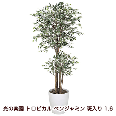あす楽送料無料 光の楽園 166g450 36 トロピカル ベンジャミン 斑入り 1 6 送料無料 爆売り 花 ガーデン Diy工具 花 観葉植物 盆栽 Repertoiremag Com