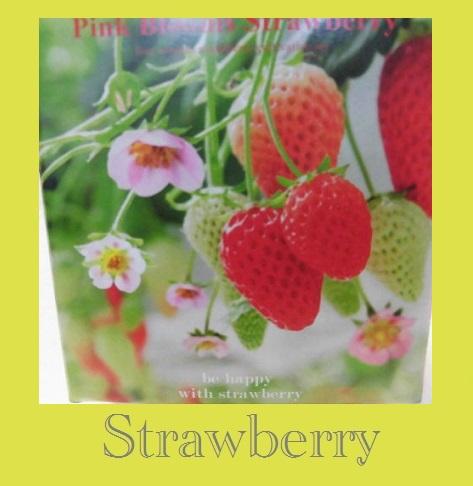 鉢植え苺栽培キット ピンクの花の四季なり苺 鑑賞用としても可愛い花苺 お届け方法ヤマト宅配便 指定のお届け方法以外不可の通販はau Pay マーケット Pochi Pochi 商品ロットナンバー