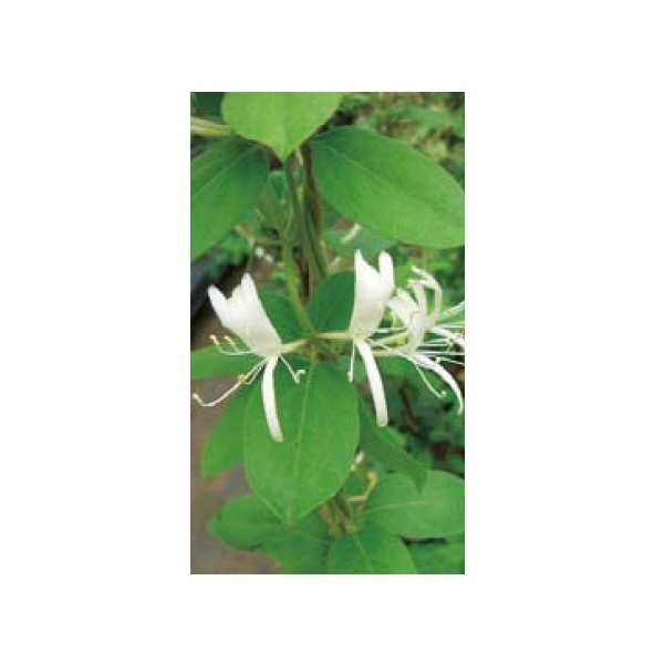 セール価格 公式 オンリーワン 長尺ツル性植物 スイカズラ Me6 Tskz 店長大暴走 クリアランスsale Diquinsa Com Mx