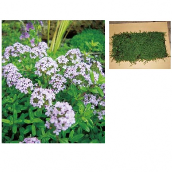 最安値に挑戦 オンリーワン 植栽 グランドカバー タイム マット Un6 Ttmm 売れ筋 Carlavista Com