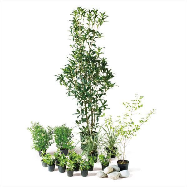 オンラインストア大セール エントランス向け植栽セット 花 観葉植物 盆栽 Un6 Set10 キンモクセイ ブリーゼ オンリーワン オンリーワン 通販 やさしい景色 純正特売中