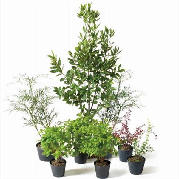 オンリーワン 目的で選ぶ 植栽セット ハッピー ゲッケイジュ 鬼門除け Sz6 Set05 の通販はau Pay マーケット キロwowma 店 商品ロットナンバー オンリーワン 目的で選ぶ 植栽セット ハッピー ゲッケイジュ 鬼門除け Sz6 Set05 の通販はau Pay マーケット キロwowma 店 商品ロットナンバー